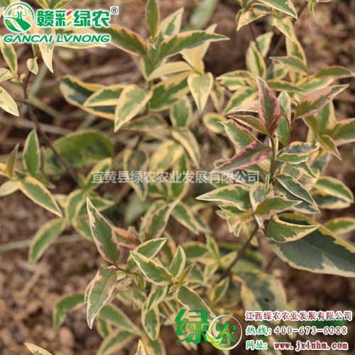 批發(fā)歐洲彩葉女貞樹苗基地 彩葉耐寒樹 城市園林籬笆綠化苗木