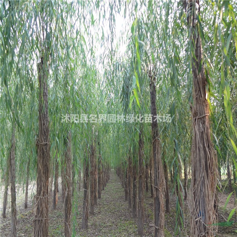 垂柳苗圃基地江蘇海量垂柳現(xiàn)苗低價待售