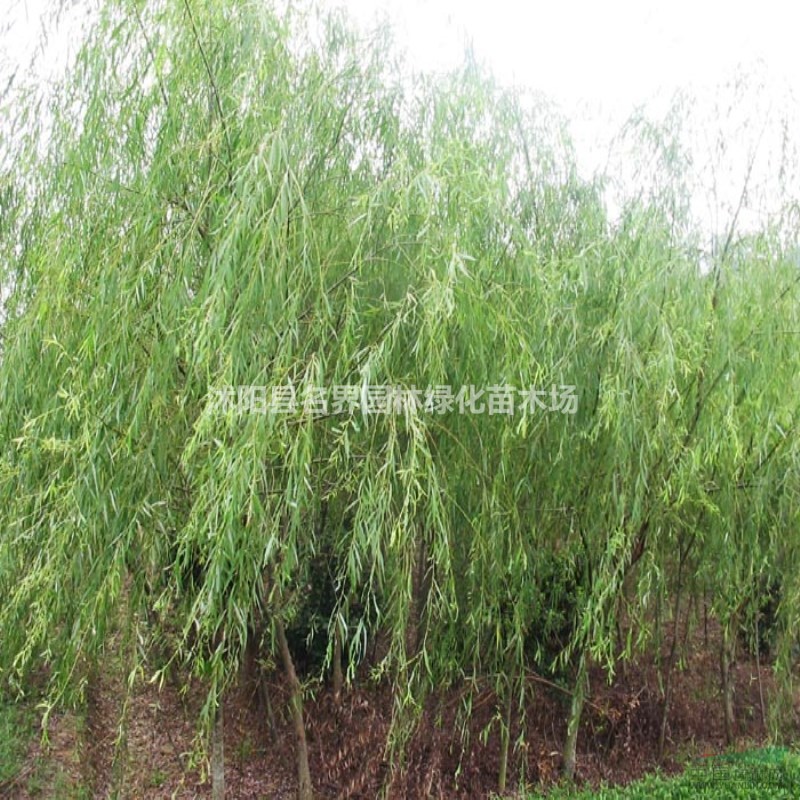 垂柳苗圃基地江蘇海量垂柳現(xiàn)苗低價待售