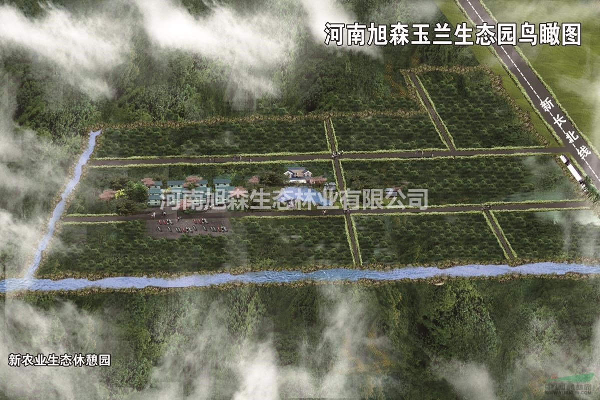 供應(yīng)8公分紅玉蘭 白玉蘭 10公分玉蘭 15公分玉蘭