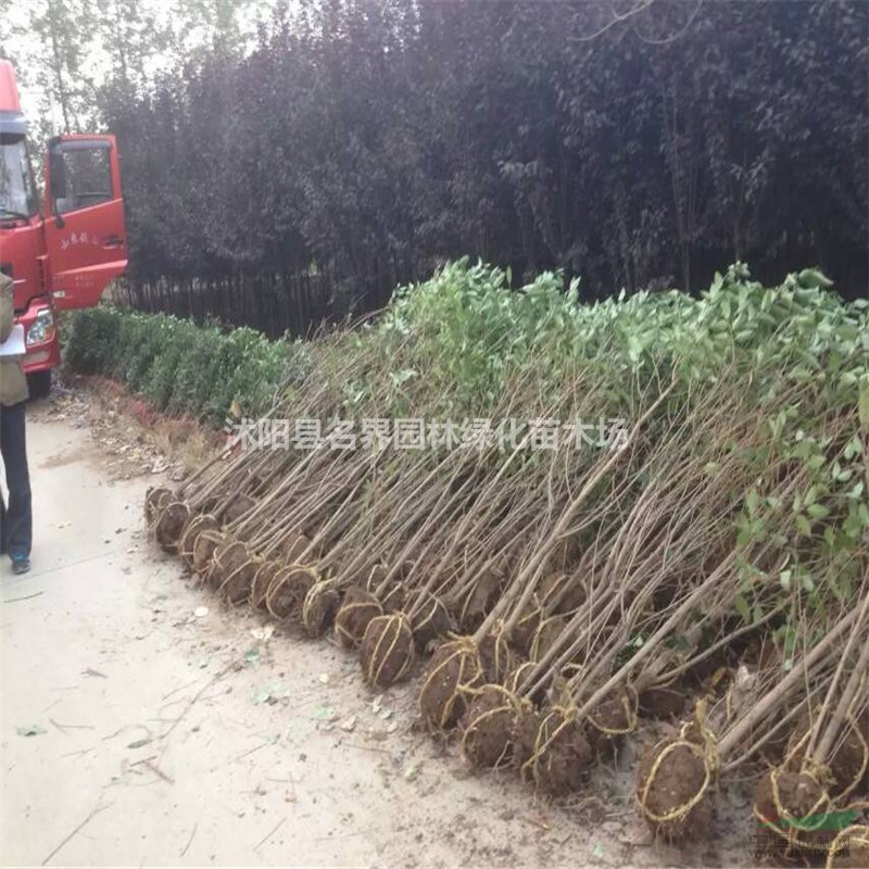 叢生大葉女貞基地沭陽特別多叢生大葉女貞現苗拋售