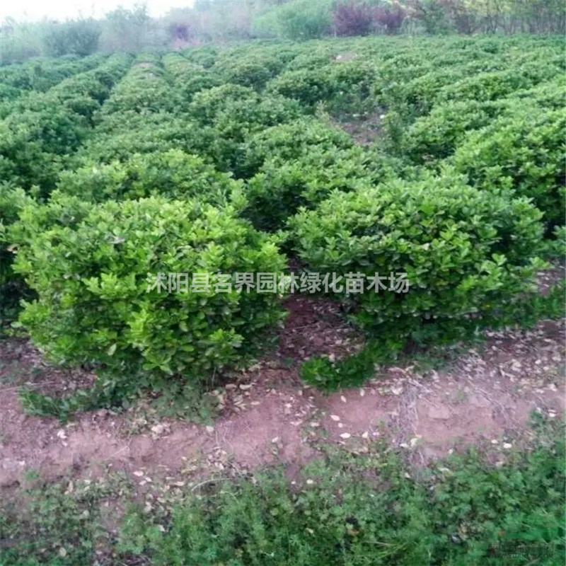 大葉黃楊球苗圃基地江蘇特別多大葉黃楊球現(xiàn)苗促銷