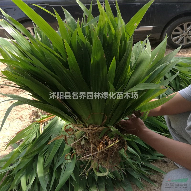 大花鳶尾苗圃基地江蘇海量大花鳶尾現(xiàn)苗低價(jià)待售