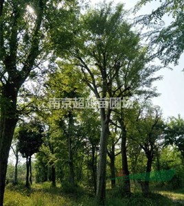 榔榆/榔榆基地的榔榆樹價格