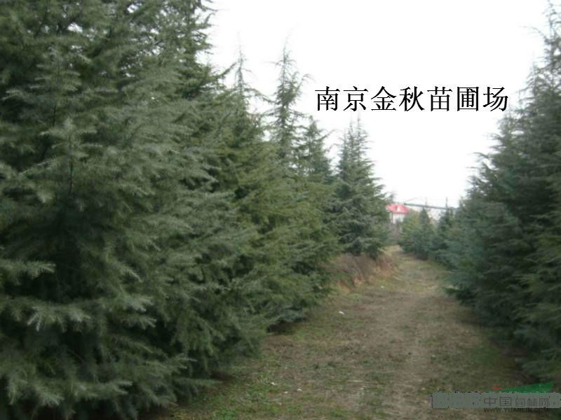 雪松高7.5米價(jià)格