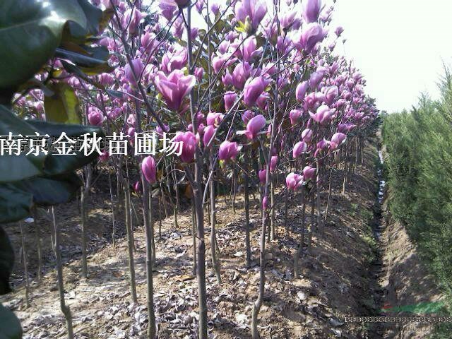 地徑3公分紅玉蘭價格