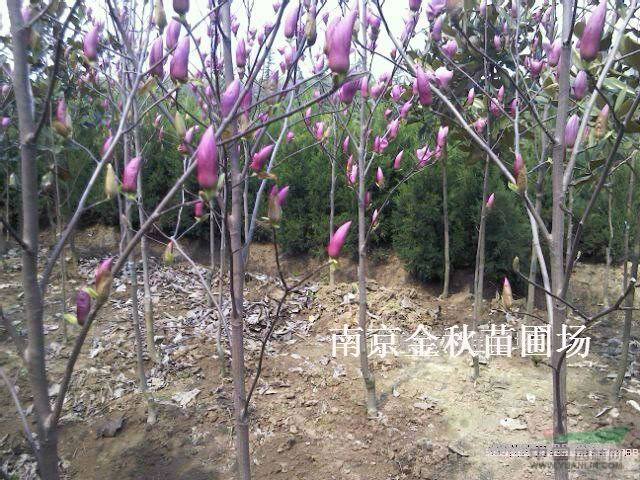 地徑3公分紅玉蘭價格
