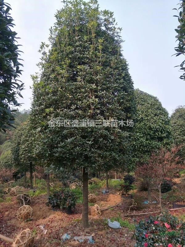 浙江省金華市金東區(qū)澧浦鎮(zhèn)供應大量高桿桂花