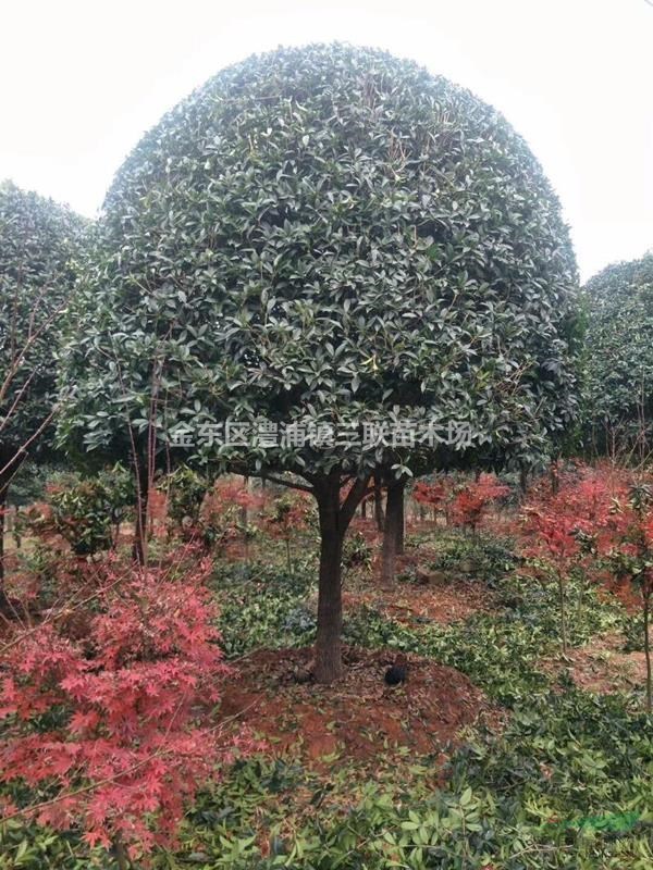 浙江省金華市金東區(qū)澧浦鎮(zhèn)供應大量高桿桂花