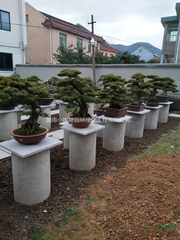 大板松