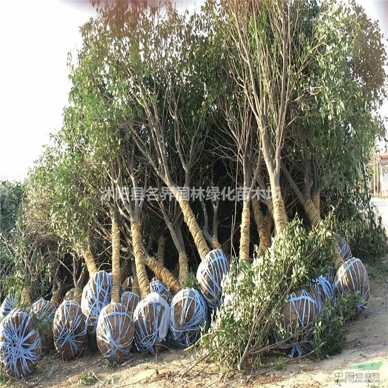 大葉女貞苗圃基地江蘇特別多大葉女貞現(xiàn)苗急售