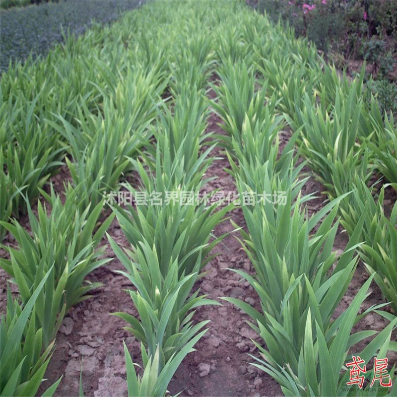 德國鳶尾苗圃基地江蘇海量德國鳶尾現(xiàn)苗低價待售