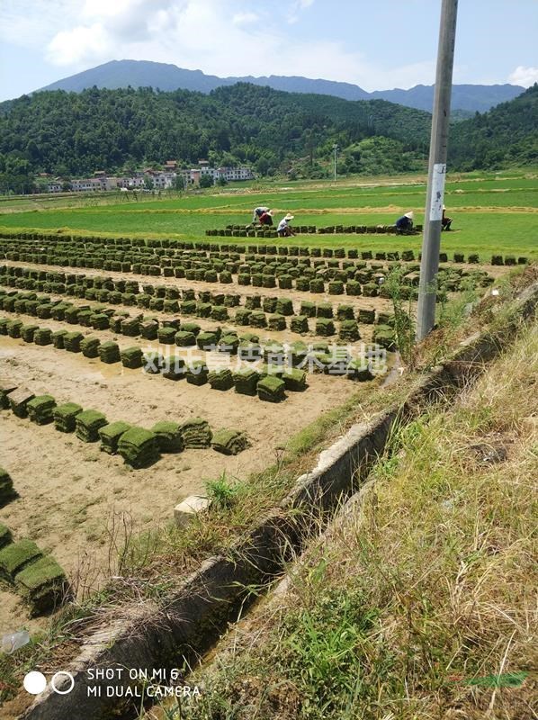 郴州馬尼拉草皮價(jià)格變動(dòng)