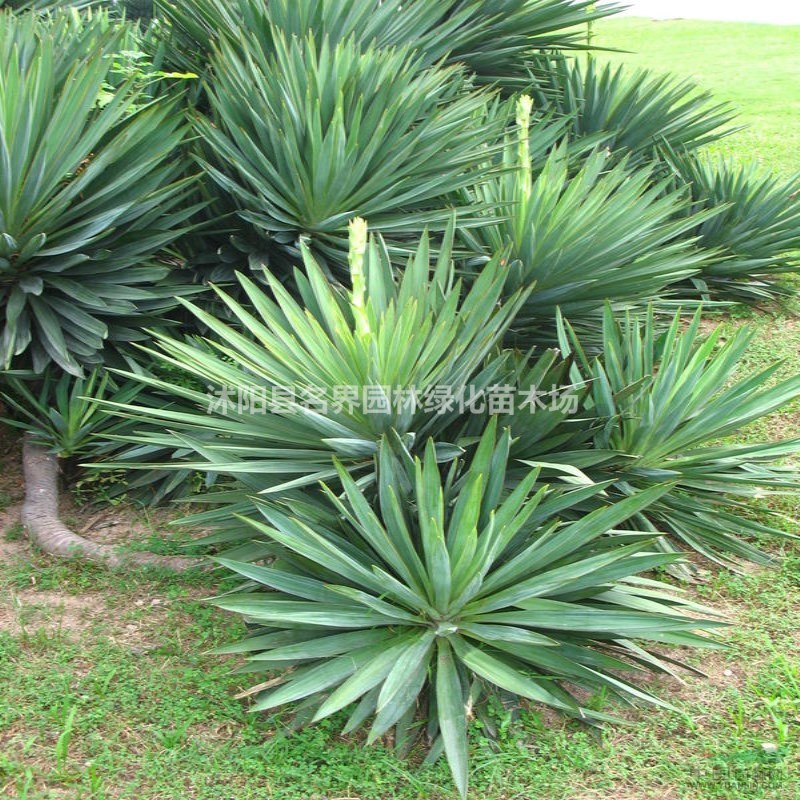 鳳尾蘭苗圃基地江蘇海量鳳尾蘭現(xiàn)苗甩賣
