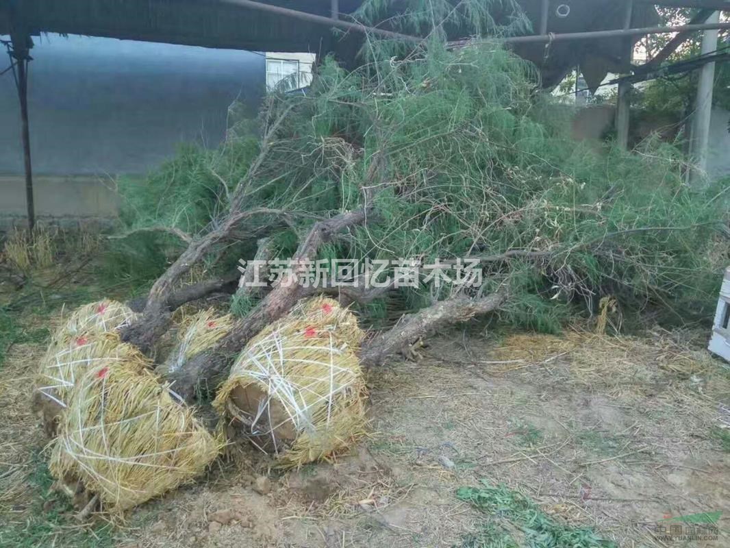出售檉柳2-15公分，檉柳小苗叢生檉柳