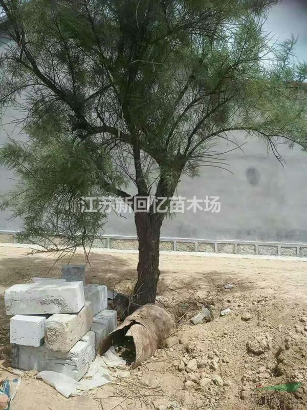 出售檉柳2-15公分，檉柳小苗叢生檉柳