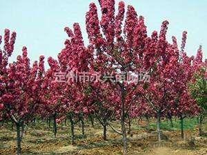  紫荆价格， 永兴苗圃苗木基地专业出售精品 精品苗源