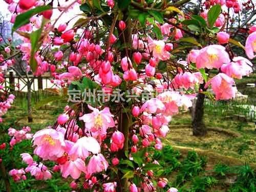  紫荆价格， 永兴苗圃苗木基地专业出售精品 精品苗源