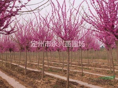  紫荆价格， 永兴苗圃苗木基地专业出售精品 精品苗源