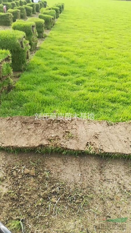 馬尼拉草坪建植工程