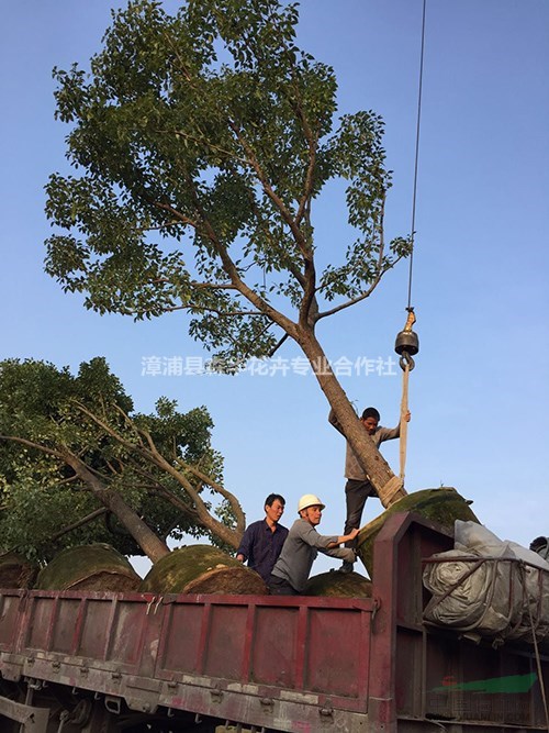 森华花卉专业批发红皮榕 全冠香樟 重瓣樱花