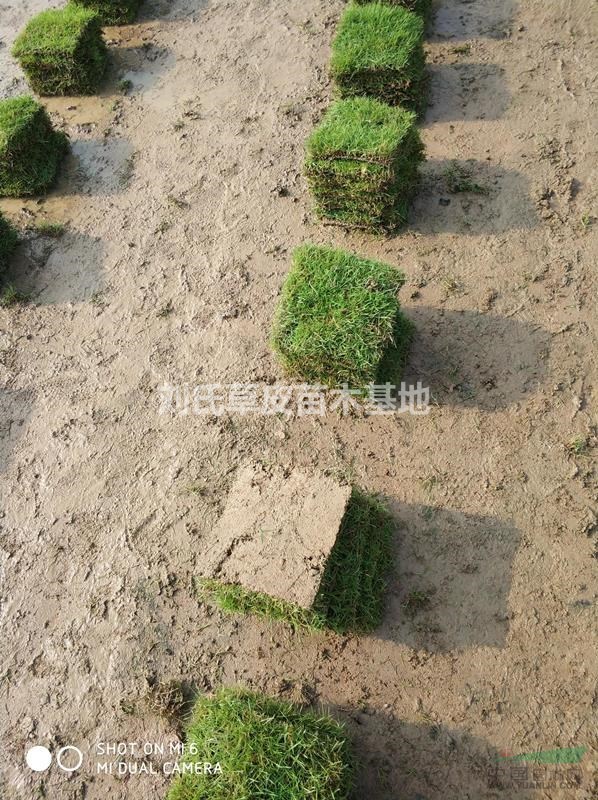 馬尼拉草種質(zhì)量與草種價(jià)格的關(guān)系及草種選擇要領(lǐng)