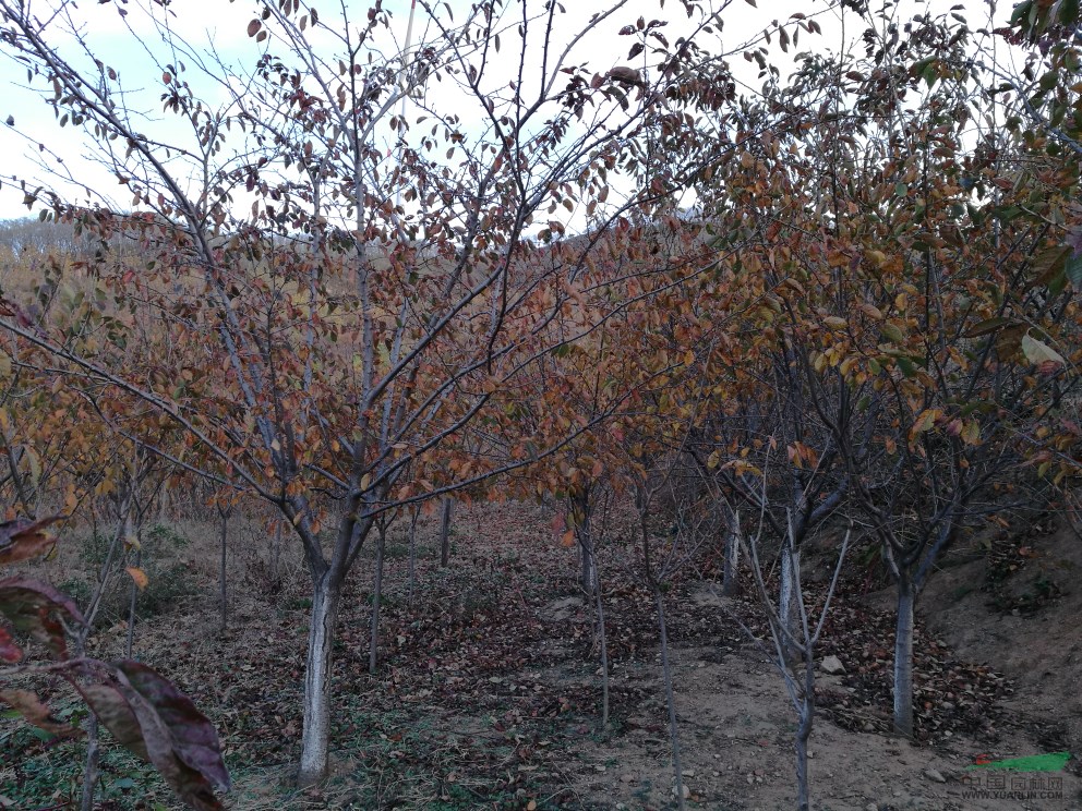 櫻花，法桐