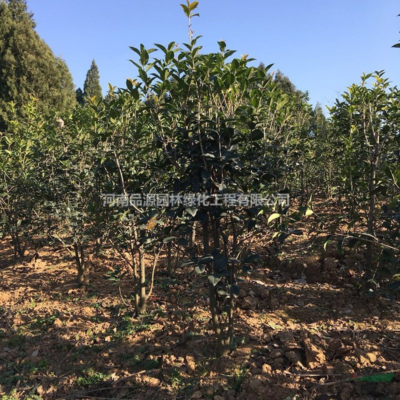 河南叢生桂花叢生四季桂1.5米高西北綠化工程苗木園林風景樹苗
