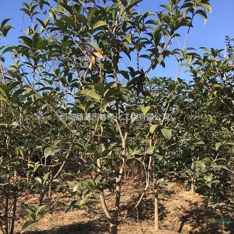 河南叢生桂花叢生四季桂1.5米高西北綠化工程苗木園林風景樹苗