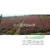 紅葉石楠批發(fā)報價1米紅葉石楠球多少錢