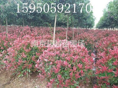 紅葉石楠批發(fā)報價1米紅葉石楠球多少錢