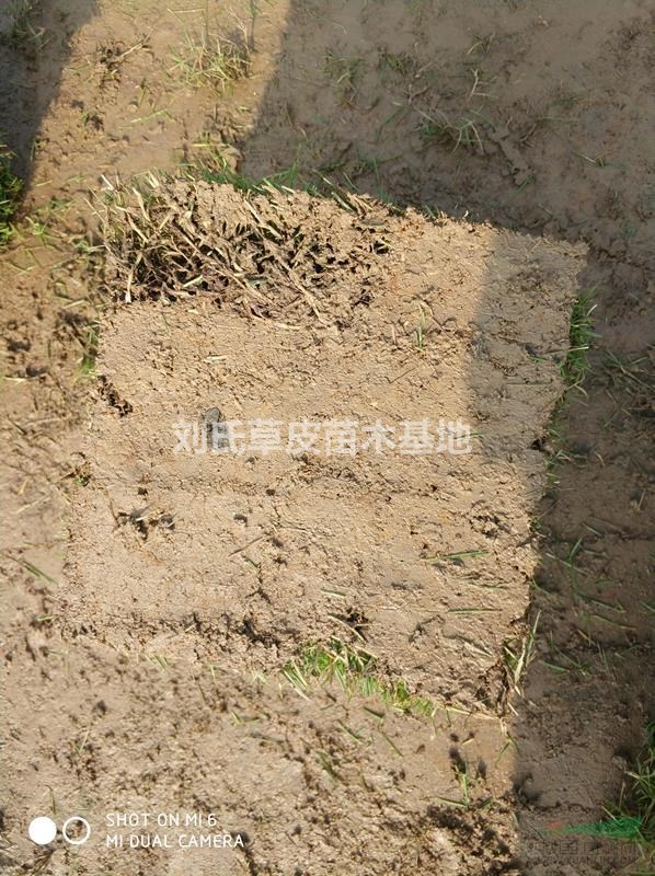 挑選草皮的時候價格與管理都很重要
