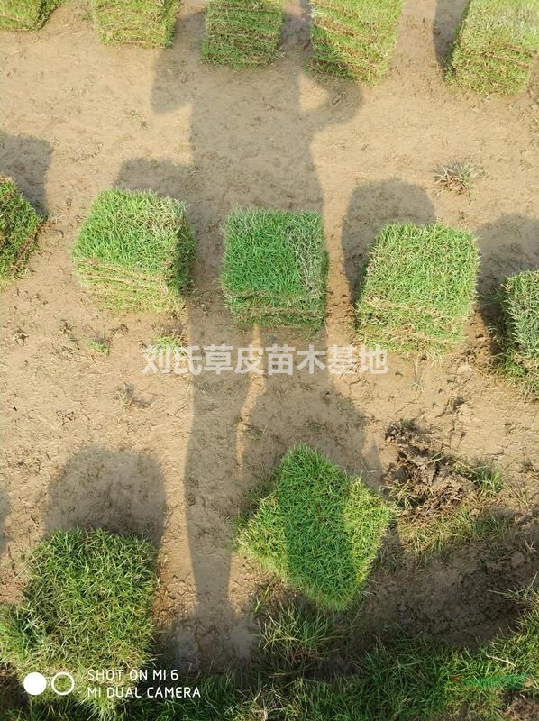 挑選草皮的時候價格與管理都很重要