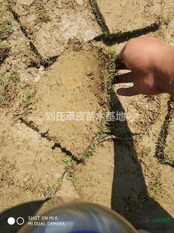 馬尼拉草坪會受到大家所歡迎的呢