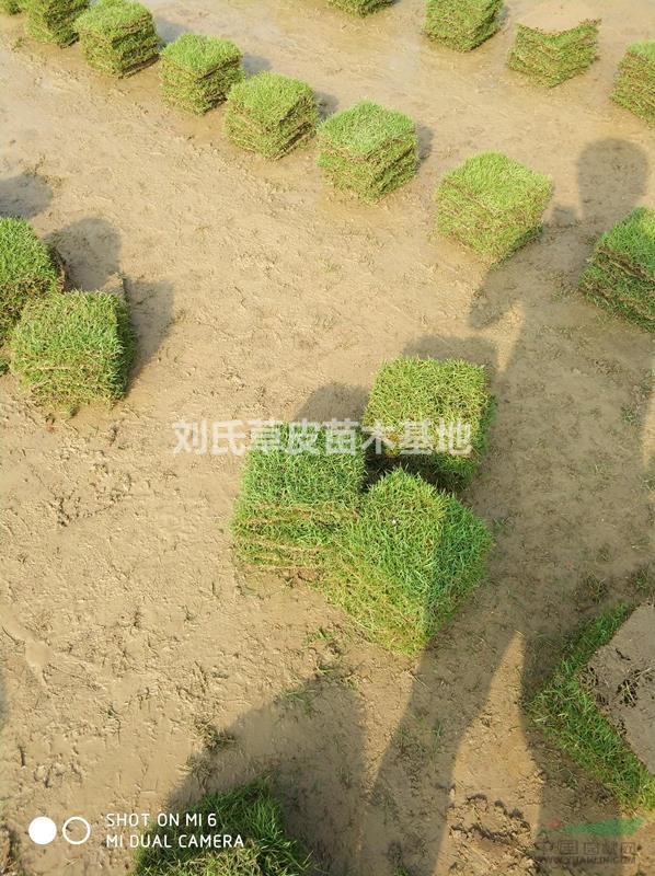 湖南草皮退化如何更新與修復(fù)！