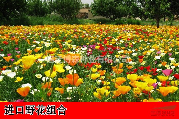 2018新百日草種子，大量銷售，價格優(yōu)惠！