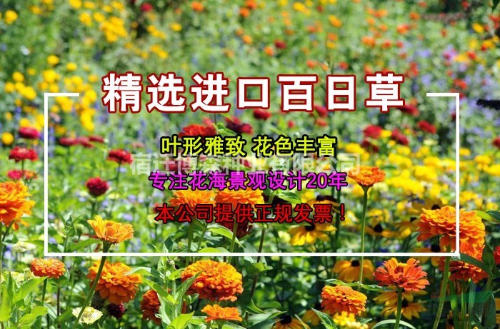 2018新百日草種子，大量銷售，價格優(yōu)惠！