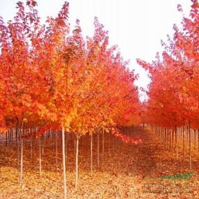 徐州出售美國紅楓秋火焰2-4公分