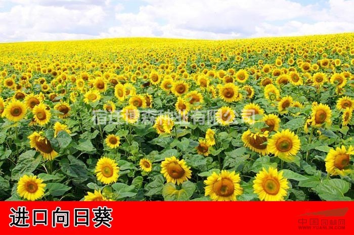 觀賞向日葵，食用向日葵，油用向日葵種子，大量銷售！