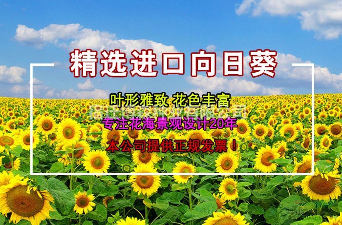 觀賞向日葵，食用向日葵，油用向日葵種子，大量銷售！
