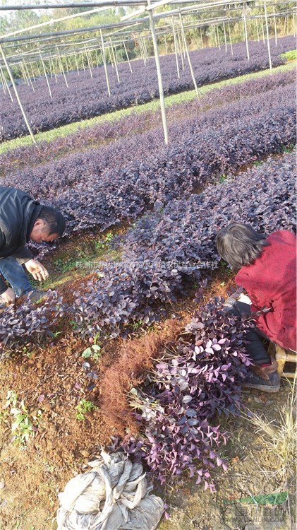 2018開春之際新大地大量供應(yīng)30公分50公分高紅花繼木小苗