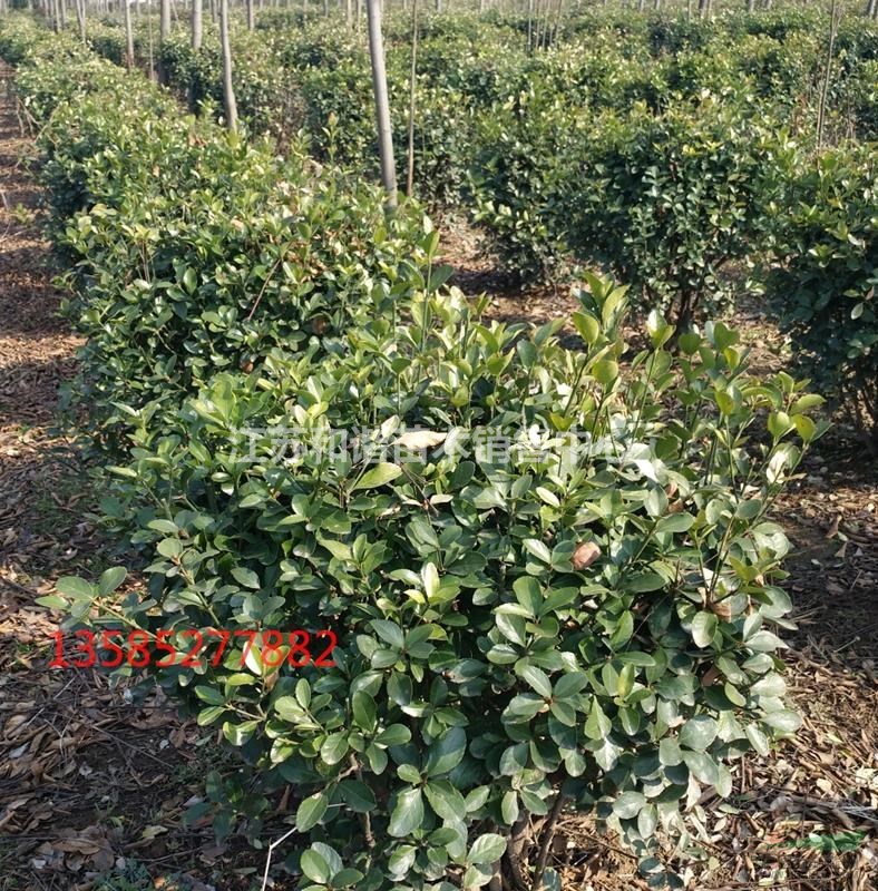 1米冬青球價(jià)格1.2米冬青球價(jià)格1.3米冬青球價(jià)格
