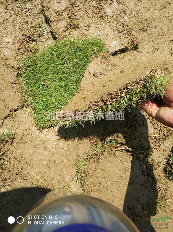 鋪草皮是草坪建植的最快方法