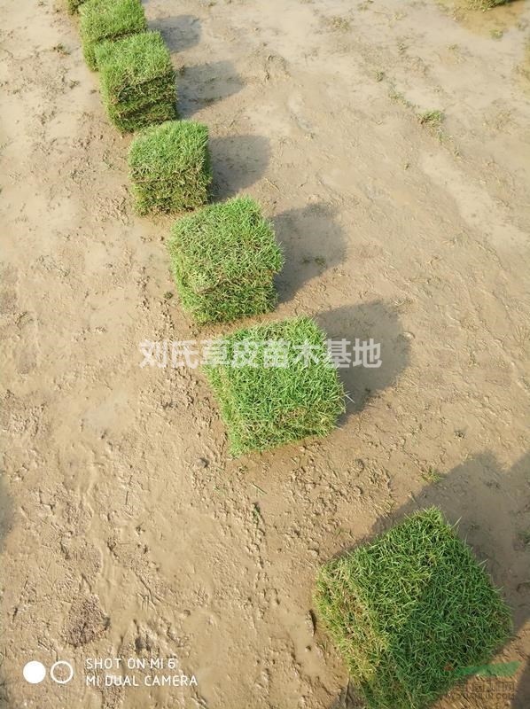 關(guān)于湖南草皮的這些你知道嗎？