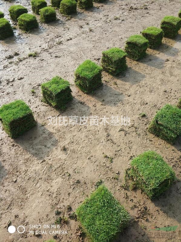 草皮鋪草前的土方造型及排水是否良好是防病的關(guān)鍵