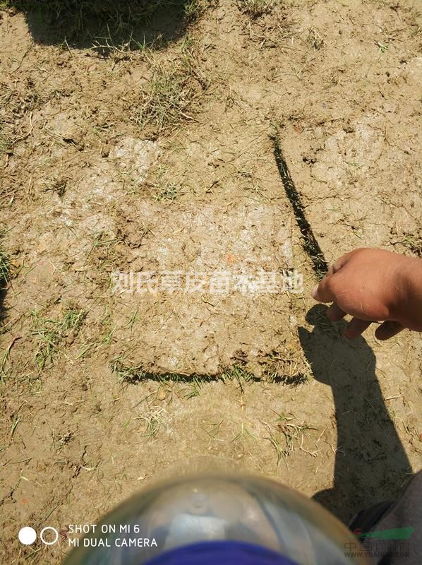 草皮的在綠化環(huán)保中有哪些作用