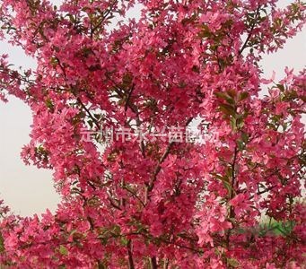 金叶连翘装车，金钟连翘报价，金叶连翘低价销售首选永兴苗圃
