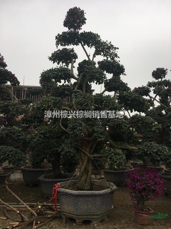 福建漳州供應(yīng)三角梅樁景