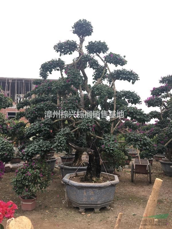 福建漳州供應(yīng)三角梅樁景