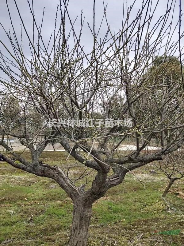 浙江长兴林城提供绿梅